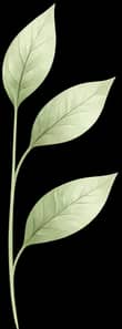 Leaf Decoration Left