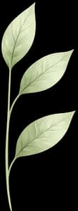 Leaf Decoration Left